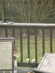 Cyanocitta cristata bromia