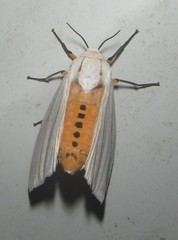 Ustjuzhania lineata