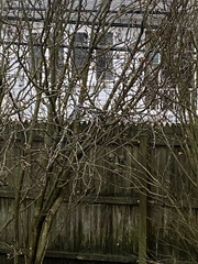 Cyanocitta cristata bromia