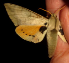 Pseudoclanis postica