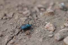 Onthophagus deterrens