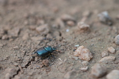 Onthophagus deterrens