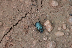 Onthophagus deterrens