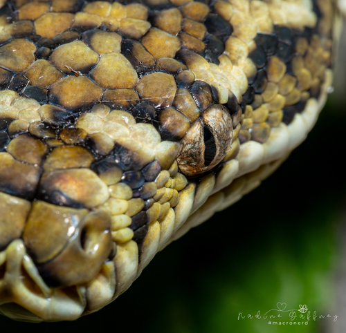 Coastal Carpet Python sighting