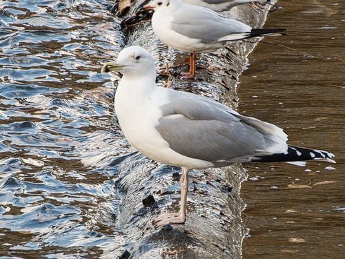Caspian Gull