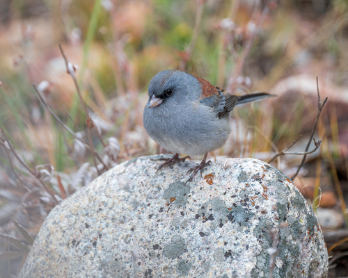 Dark-eyed Junco