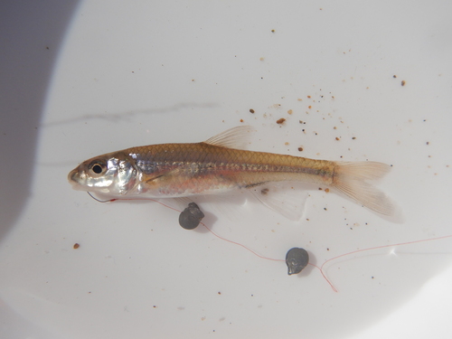 Notropis buccatus (Cope, 1865)