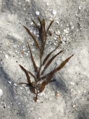 Sargassum filipendula