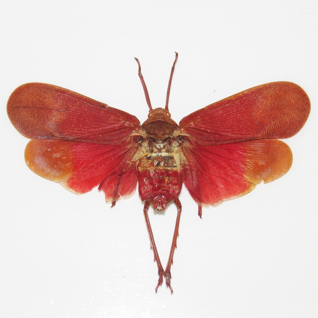 Scamandra jakli