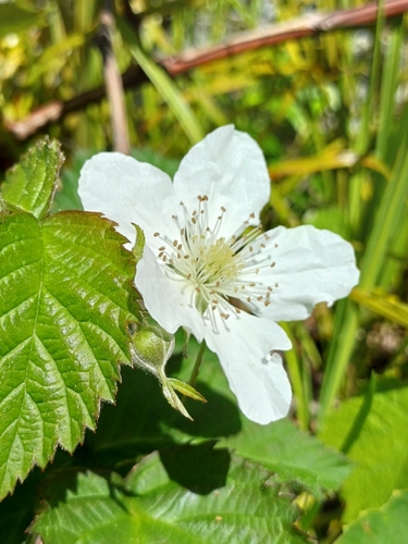 California Blackberry (Rubus ursinus)