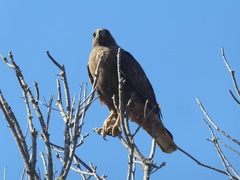 Buteo jamaicensis socorroensis