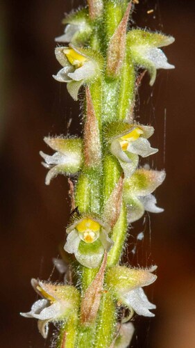 Hetaeria oblongifolia observed 2025-10-15