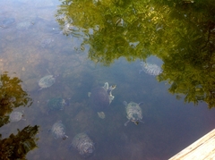 Apalone spinifera pallida