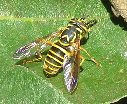 Unknown species found near Double Oak Farm - Calvert County, MD, USA