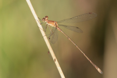 Lestes forficula