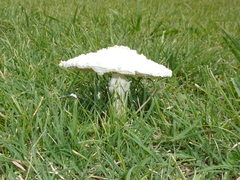 Amanita foetens