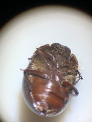 Eusattus muricatus
