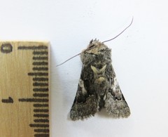 Behrensia conchiformis