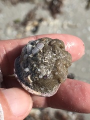 Molgula occidentalis