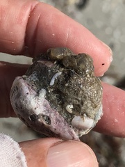 Molgula occidentalis