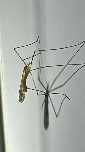 Unknown species found near Crutcher Pike, Richmond, KY, US