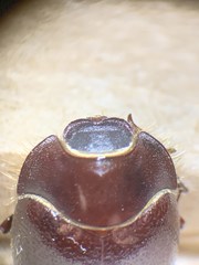 Eusattus muricatus