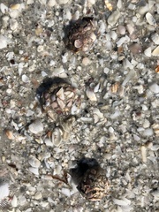 Molgula occidentalis