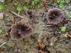 Thelephora multipartita