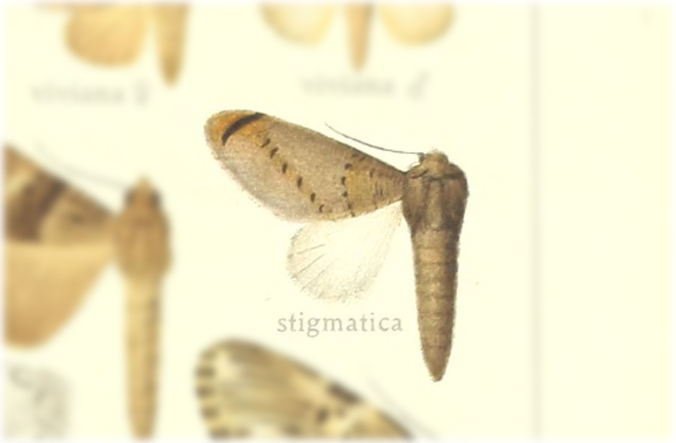 Pustulasia