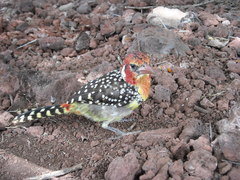 Trachyphonus erythrocephalus