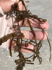 Sargassum filipendula