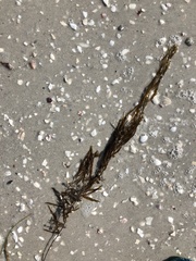 Sargassum filipendula