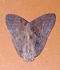 Ricaniidae