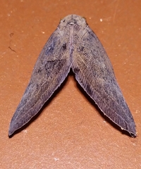 Ricaniidae