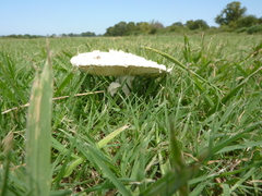 Amanita foetens