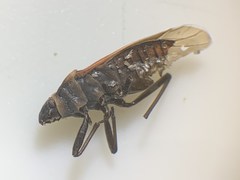 Melacoryphus