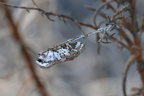 Painted Tiger Moth photo 4