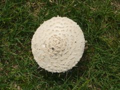 Amanita foetens