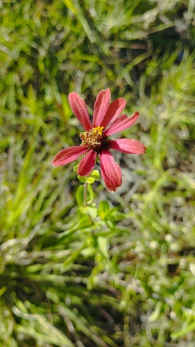 Peruvian zinnia (Zinnia peruviana)