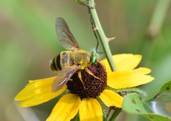 Esenbeckia incisuralis