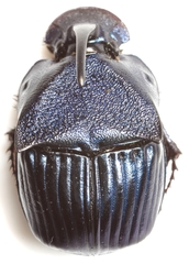 Phanaeus adonis