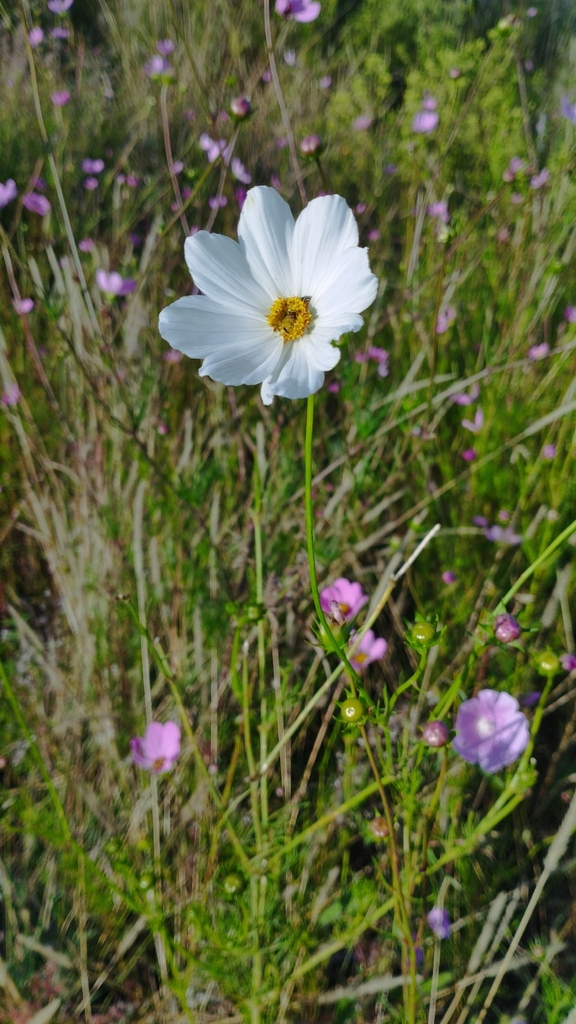 Cosmos bipinnatus, 2VW7+HF, Amalucan Cerro, 72310 Heroica Puebla de Zaragoza, Pue., México