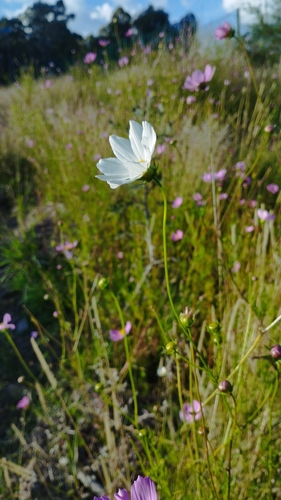 Cosmos bipinnatus