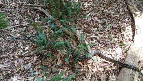 Coastal Carpet Python sighting