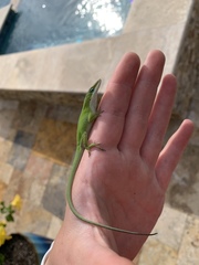 Anolis carolinensis