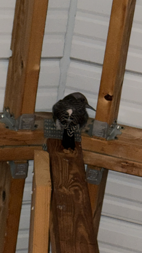 iNaturalist observation 2025-10-16