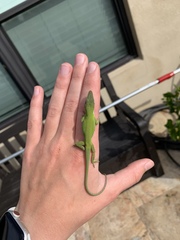 Anolis carolinensis