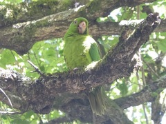 Psittacara brevipes