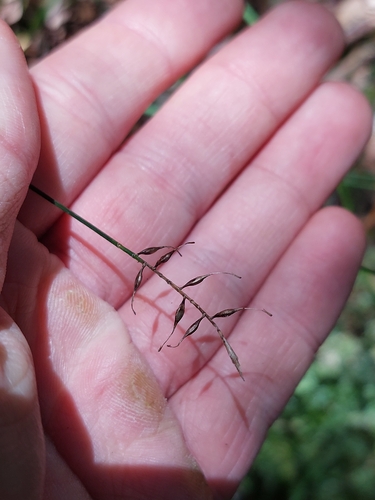 Zotov's Bastard Grass (Carex zotovii)