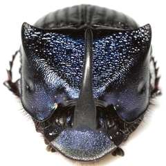 Phanaeus adonis